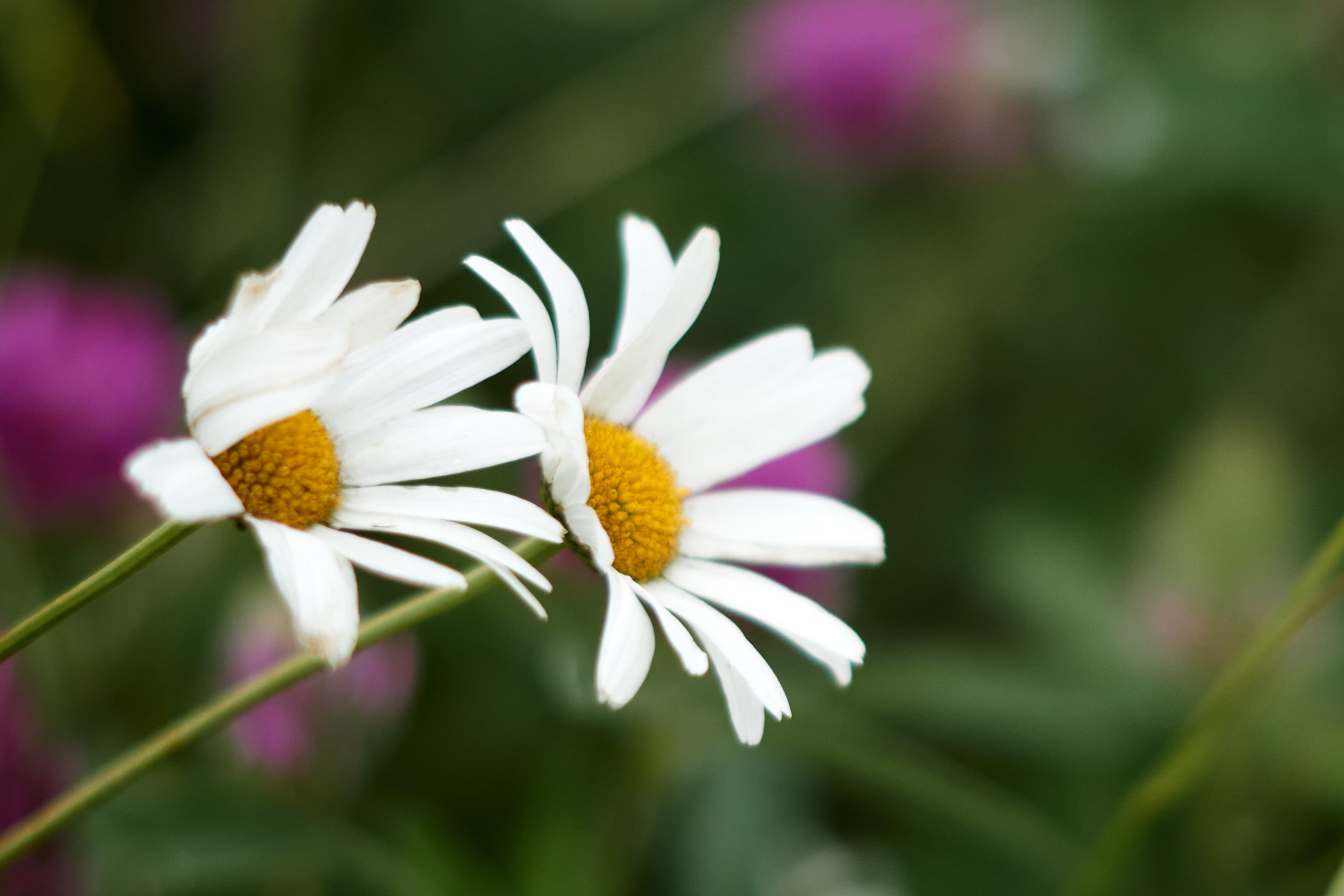 Close of of Chamomile Flower 