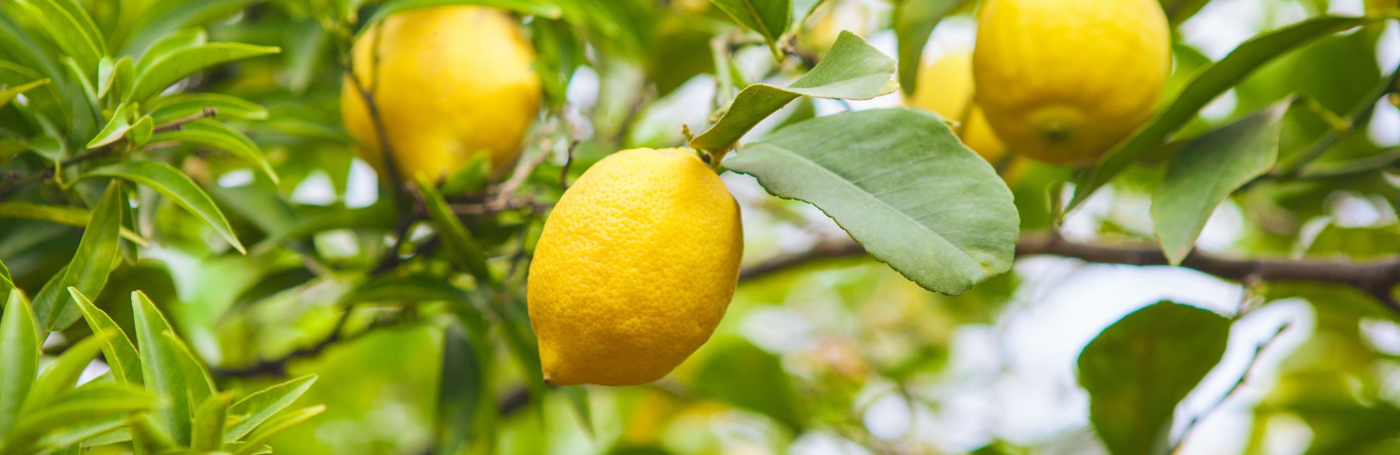 Essential Guide to Growing Citrus