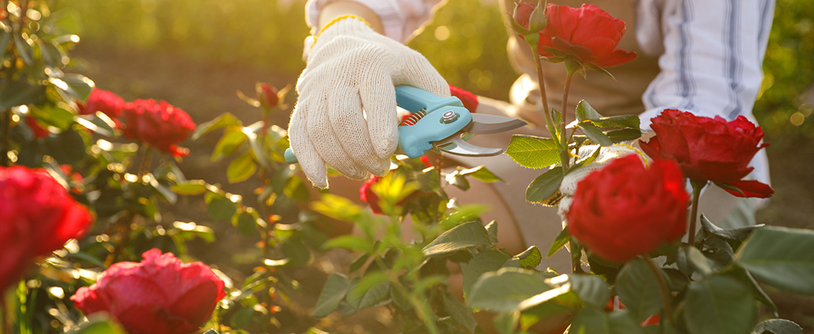 Taille des rosiers - I love my garden