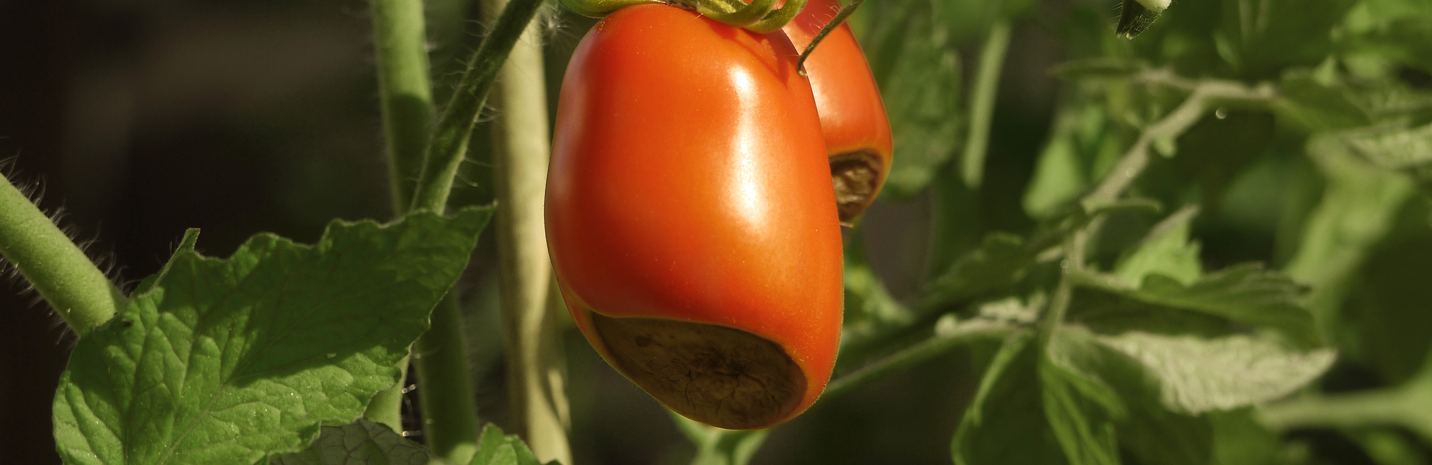 Blütenendfäule an Gemüse