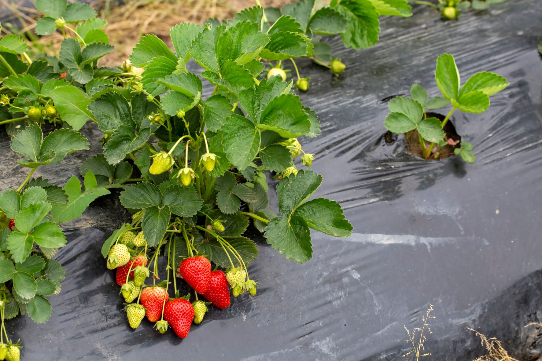 Le meilleur paillage pour les fraisiers