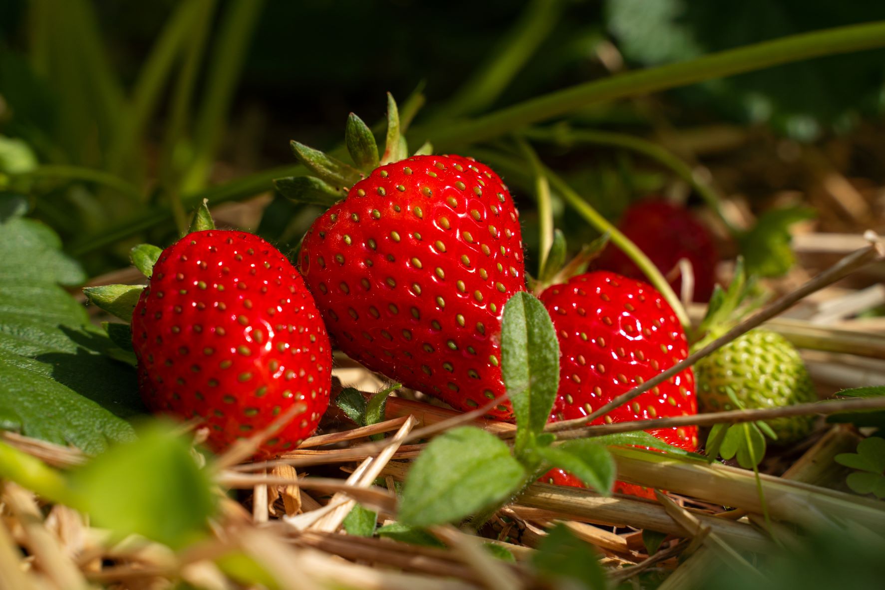 Meilleur paillage pour les fraiisers