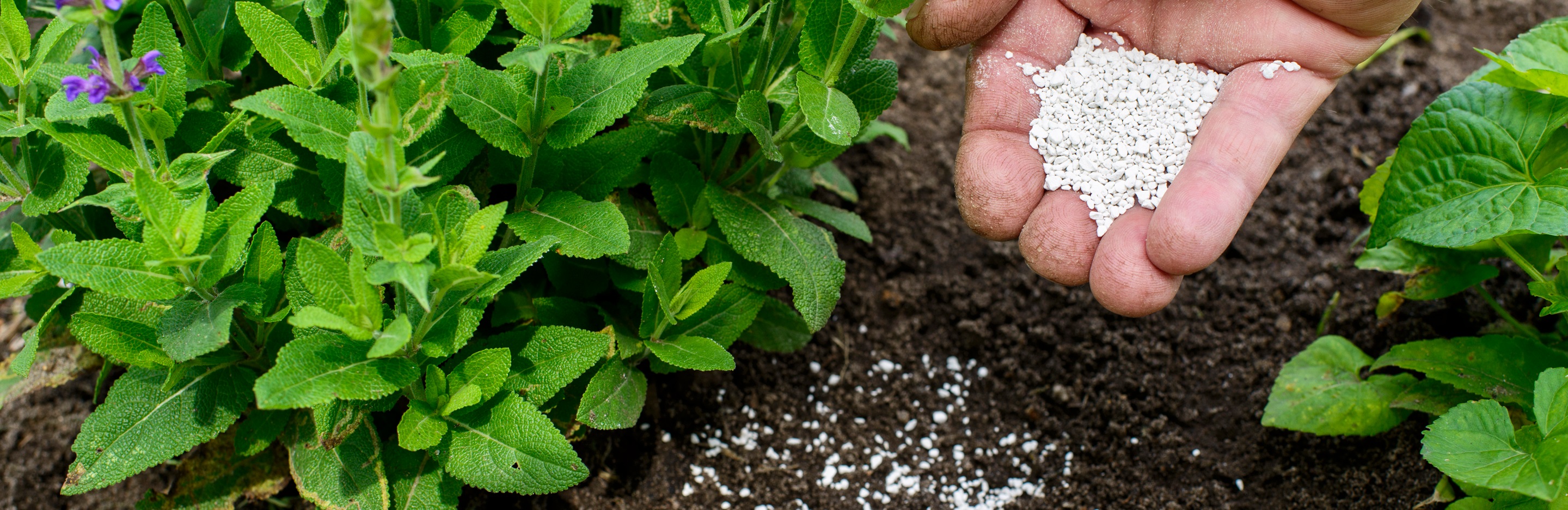 Fertilising citrus trees