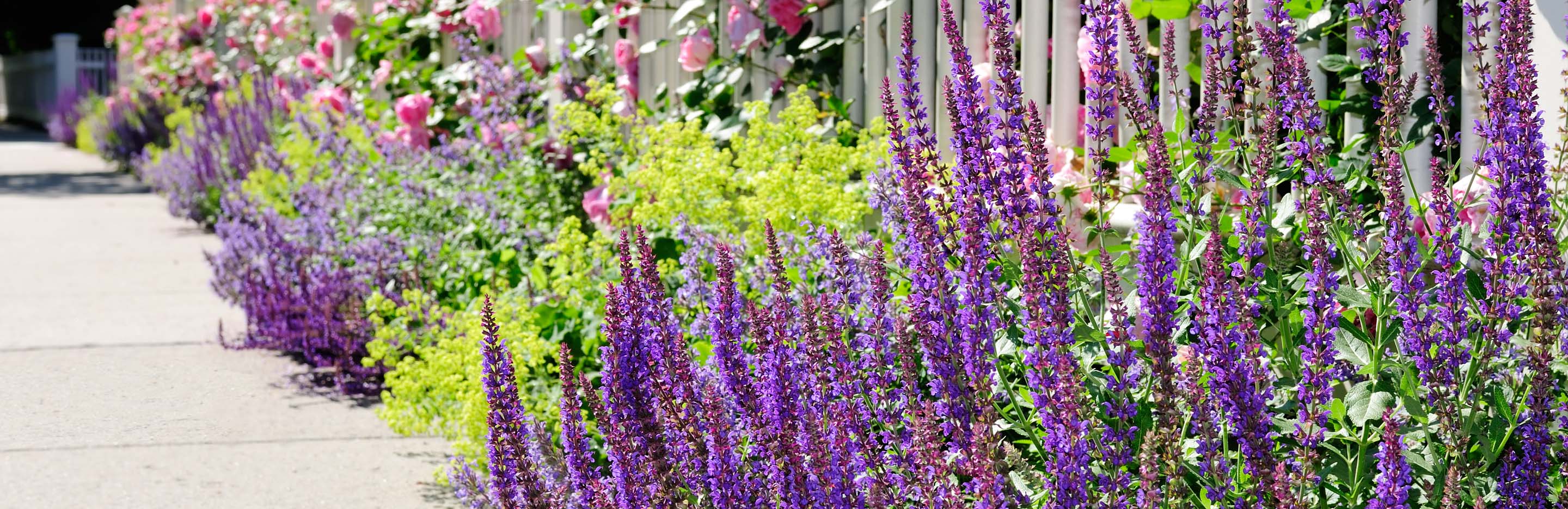 Why we need bees and pollinators in the garden