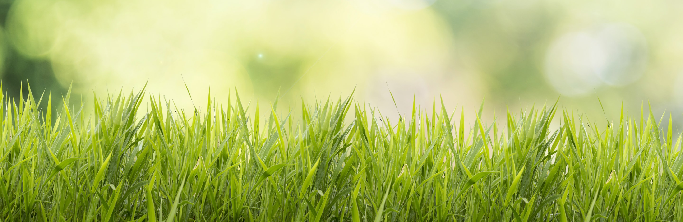 Gęsty i odporny trawnik na lata