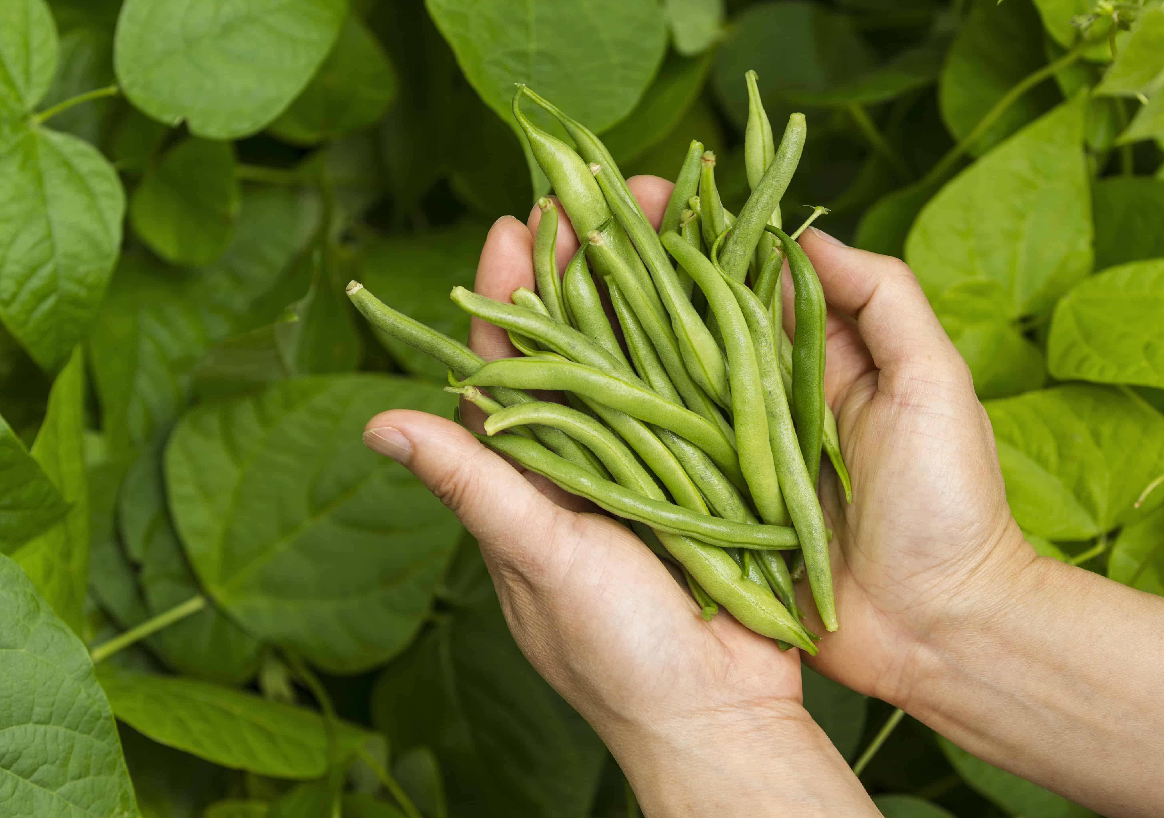 Hands holding fresh green beans