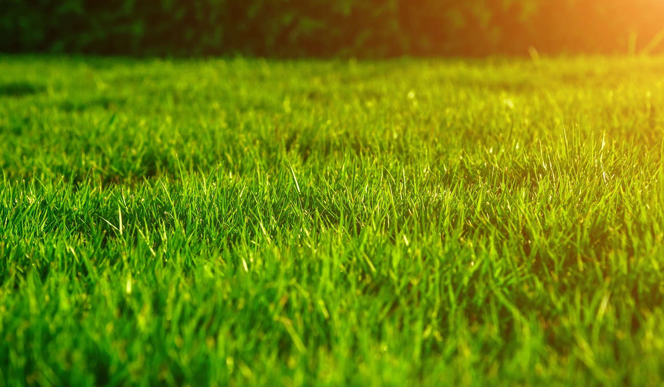 Groen Gazon
