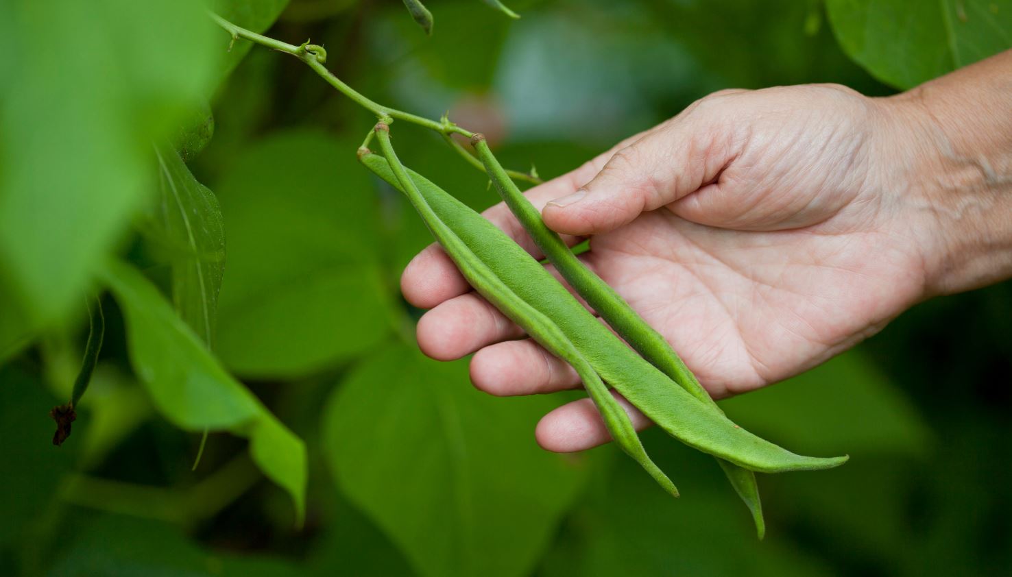 Legumes frutos: Identificar, resolver os problemas
