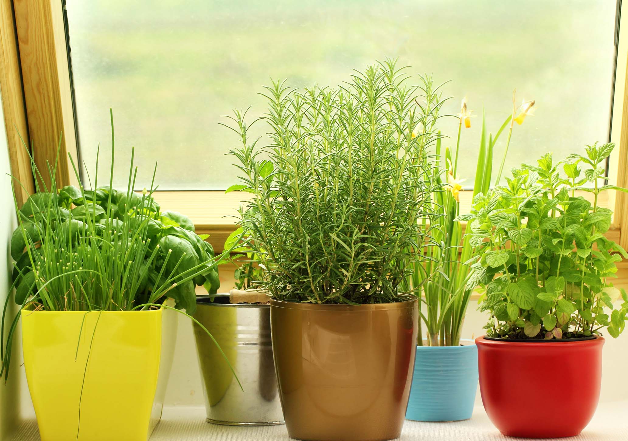 How to Grow and Care for Vegetables, Fruit and Herbs in Containers