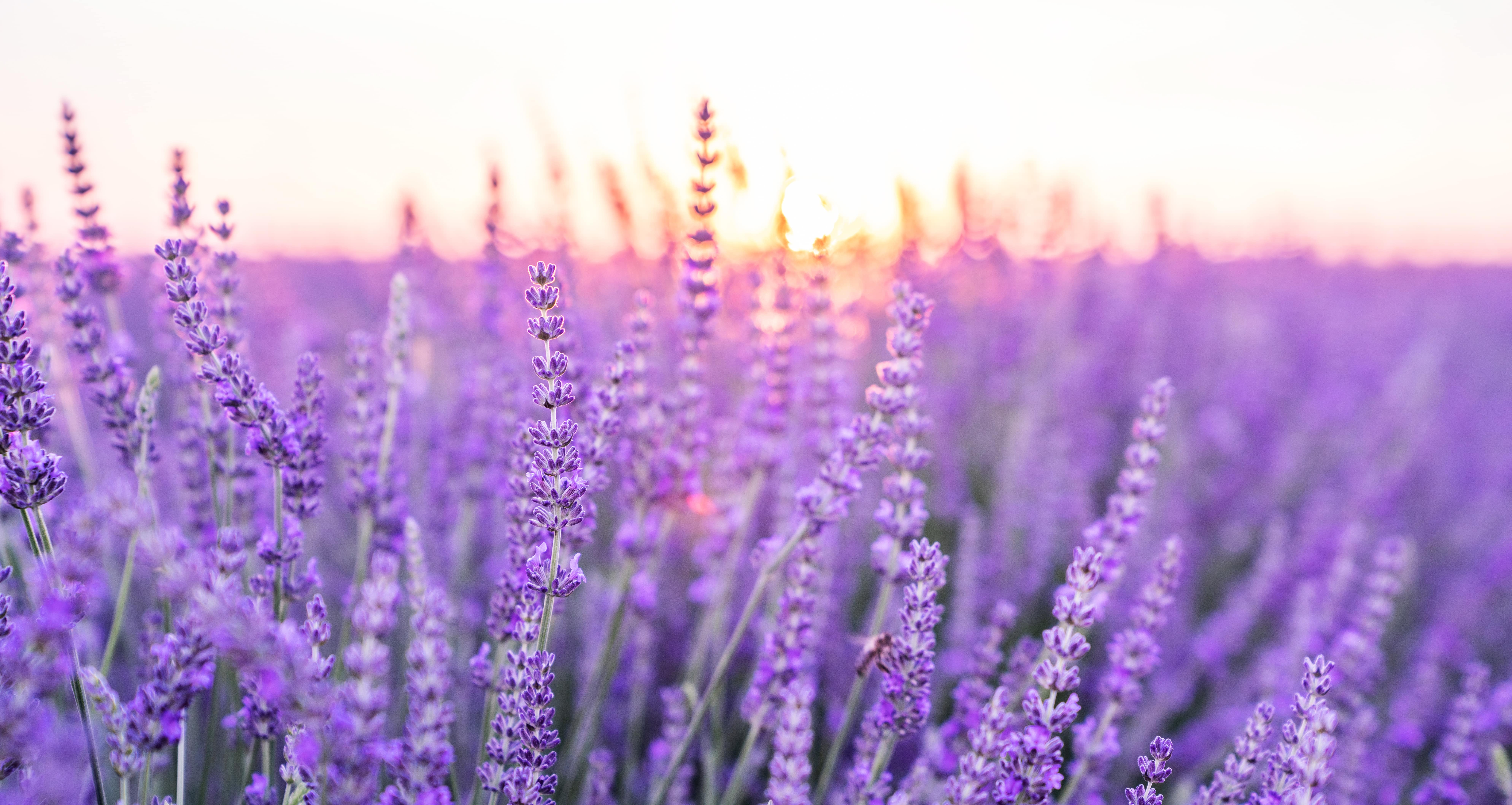 How to grow lavender 