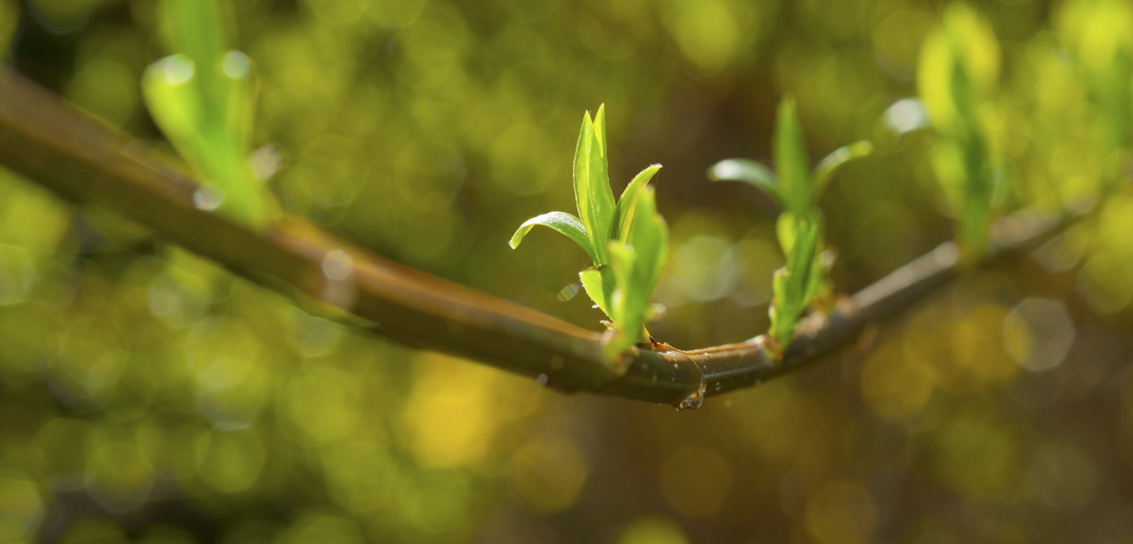 Formulation Naturelle