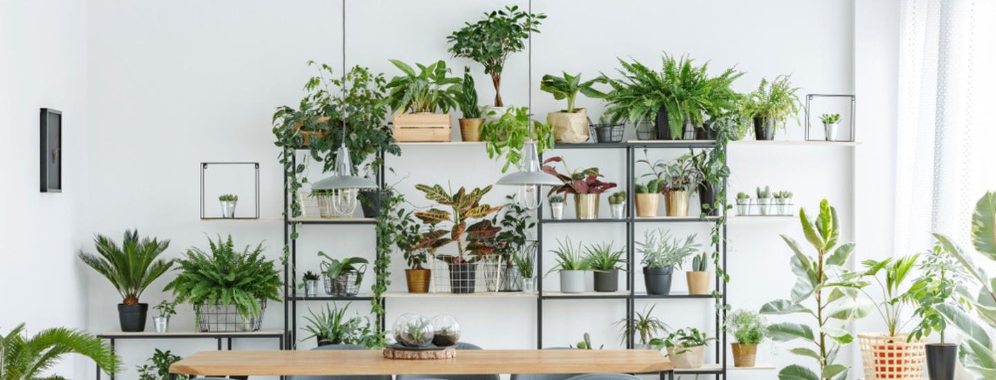 Indoor Plants Dining Table