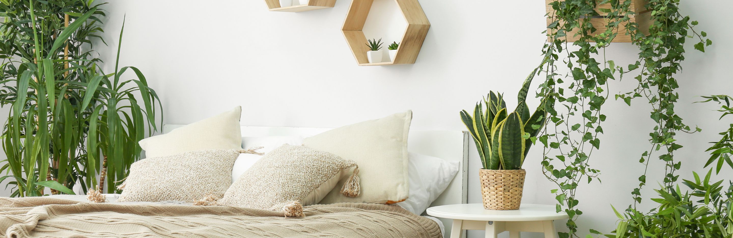 5 indoor plant trends this year