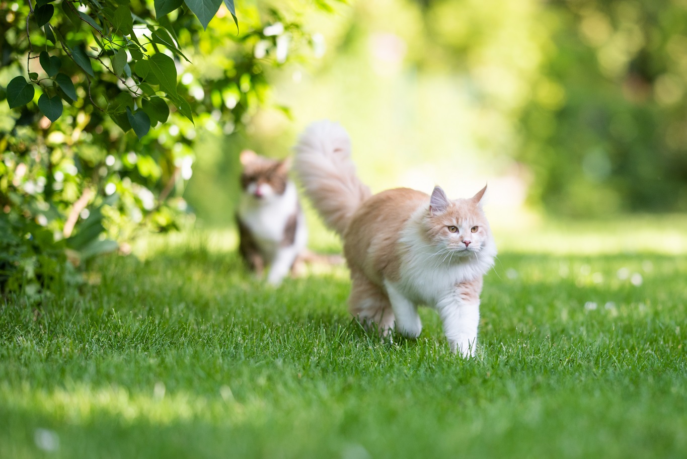 hoorbaar tunnel Voor u Gebruik je planten in de strijd tegen katten