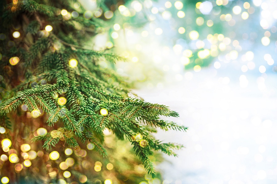 Hoe kies je de juiste kerstboom? En hoe houd je de boom mooi?