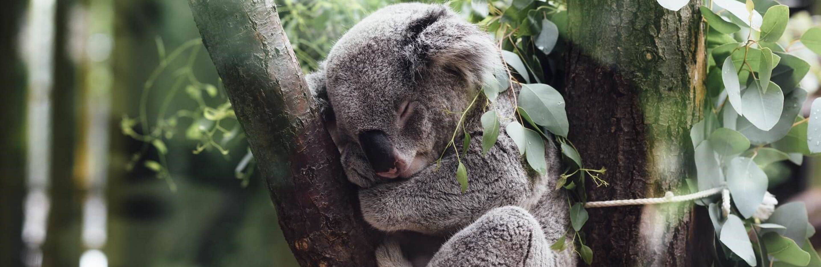 Koala on a tree