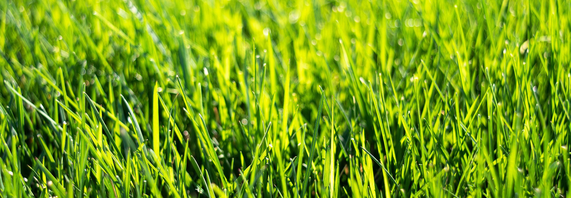 3 day deep cleaning for your lawn