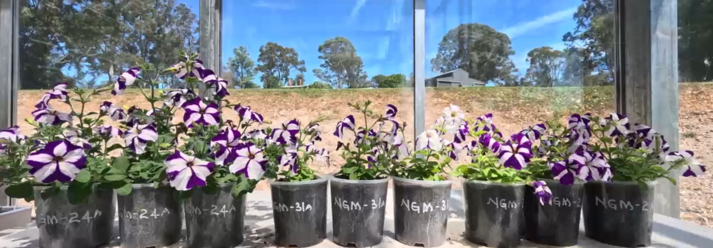 Our Best Potting Mix Yet 