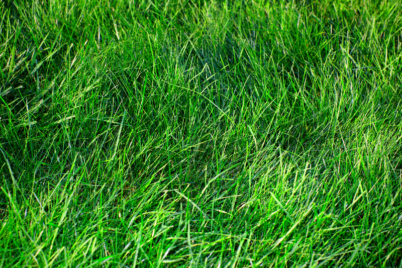 Lawn fertiliser commercial