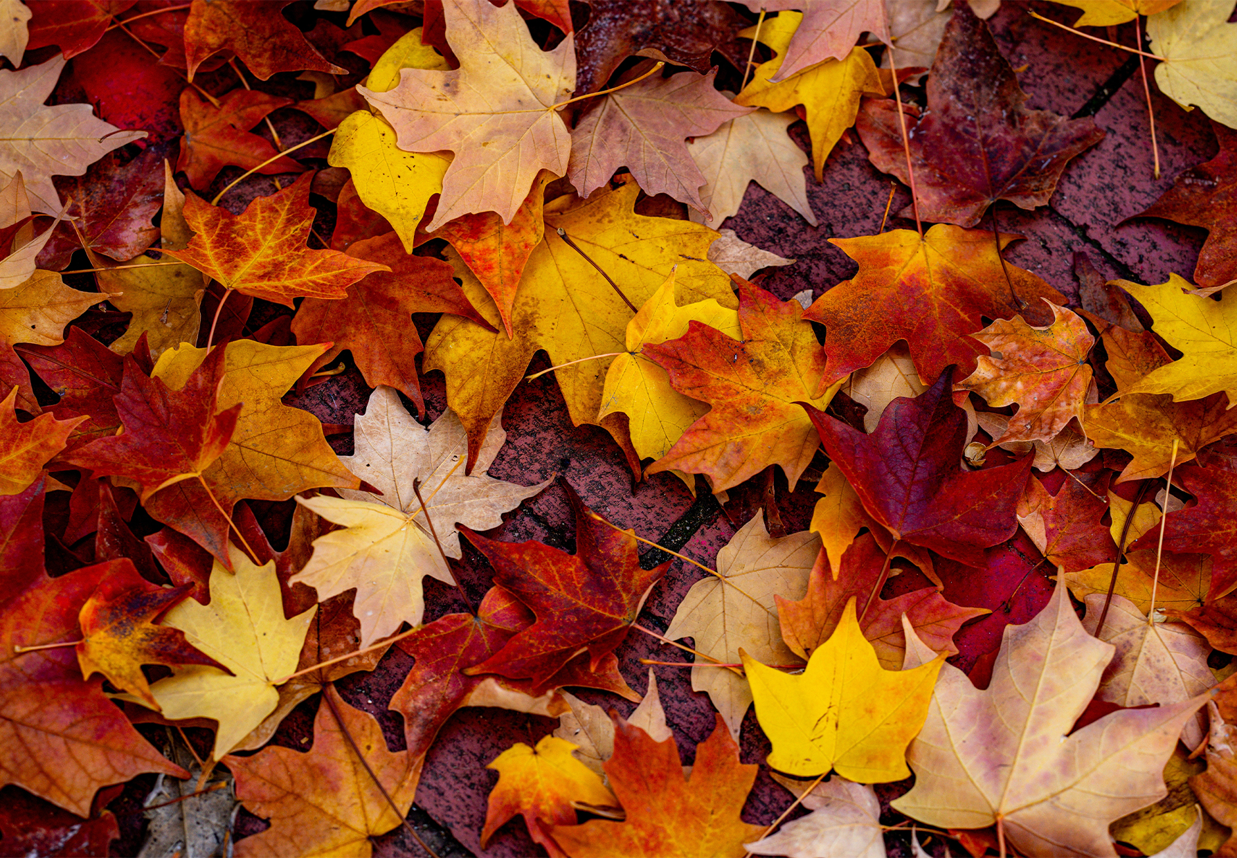 Les couleurs de l'automne