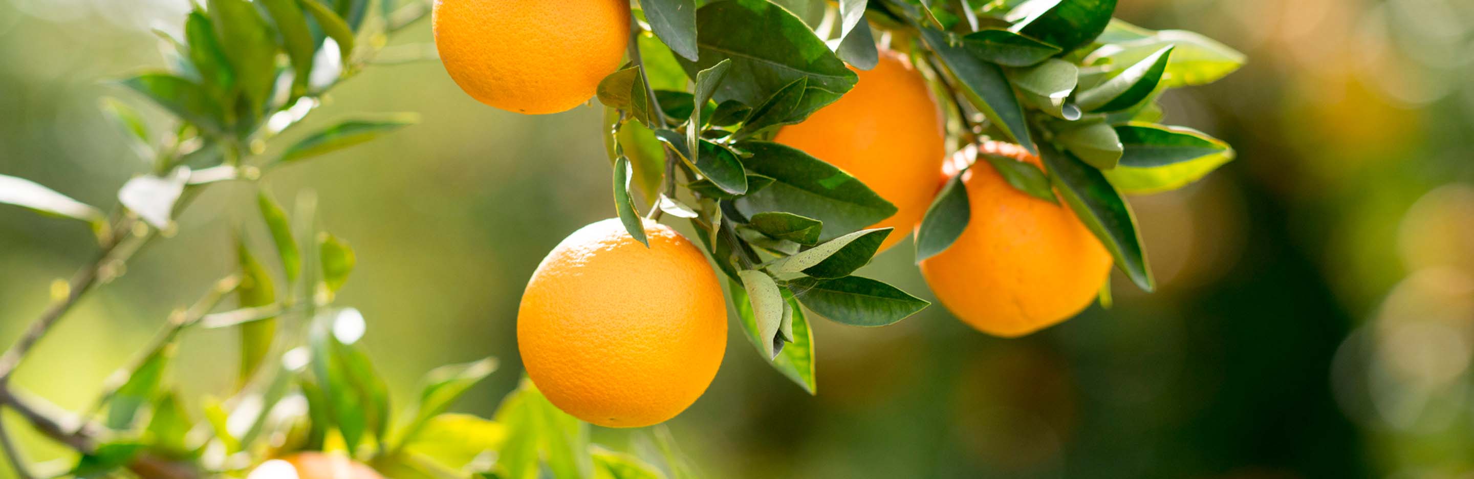 How to grow citrus trees | Love the Garden