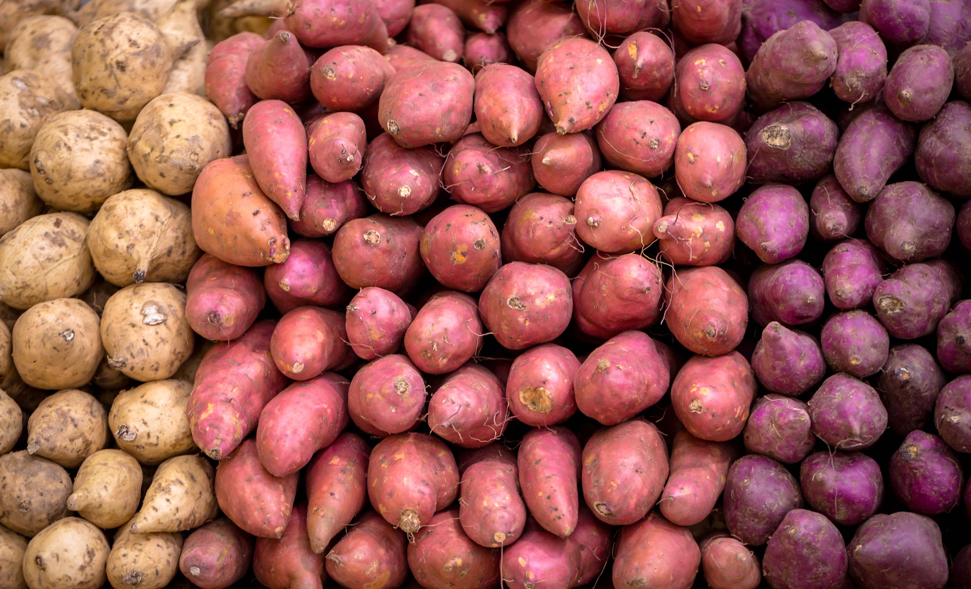 Legumes de raiz: alimentar, podar
