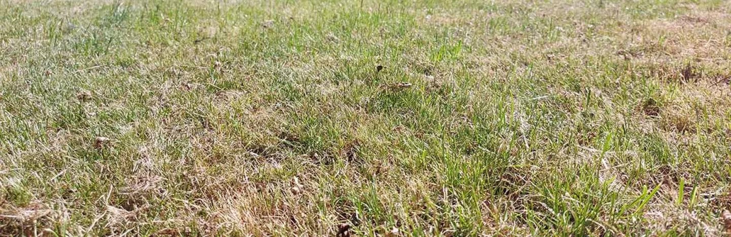 Zones jaunies et gazon sec ? 4 conseils pour prévenir et restaurer