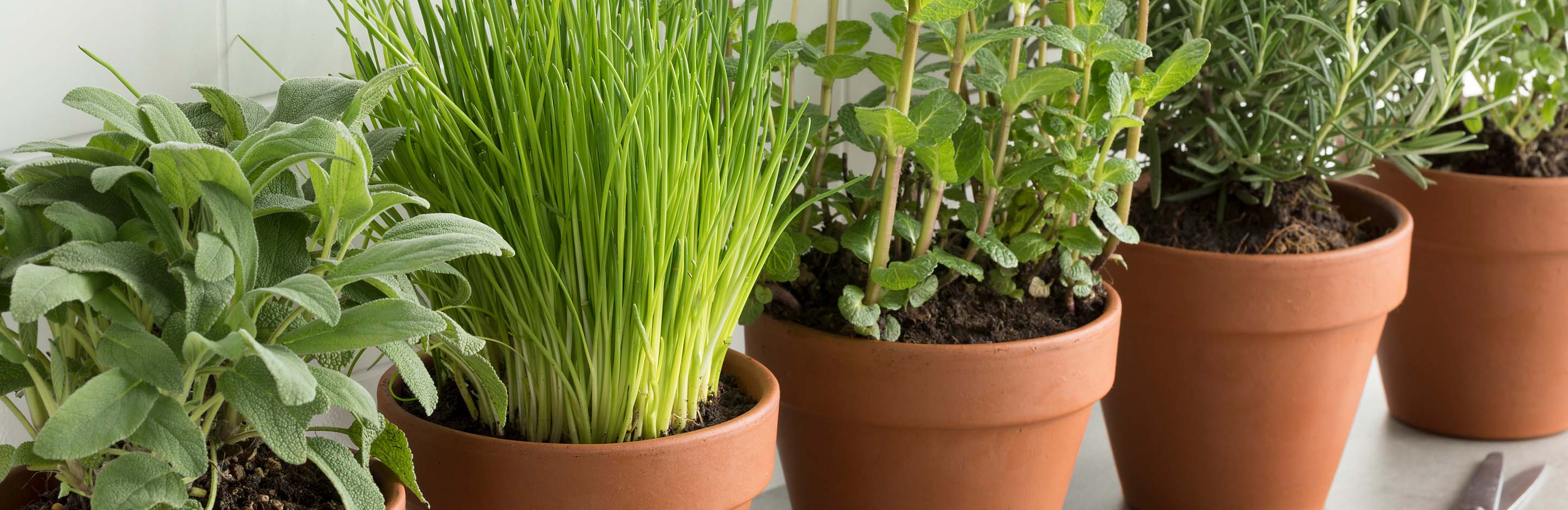 potted herbs