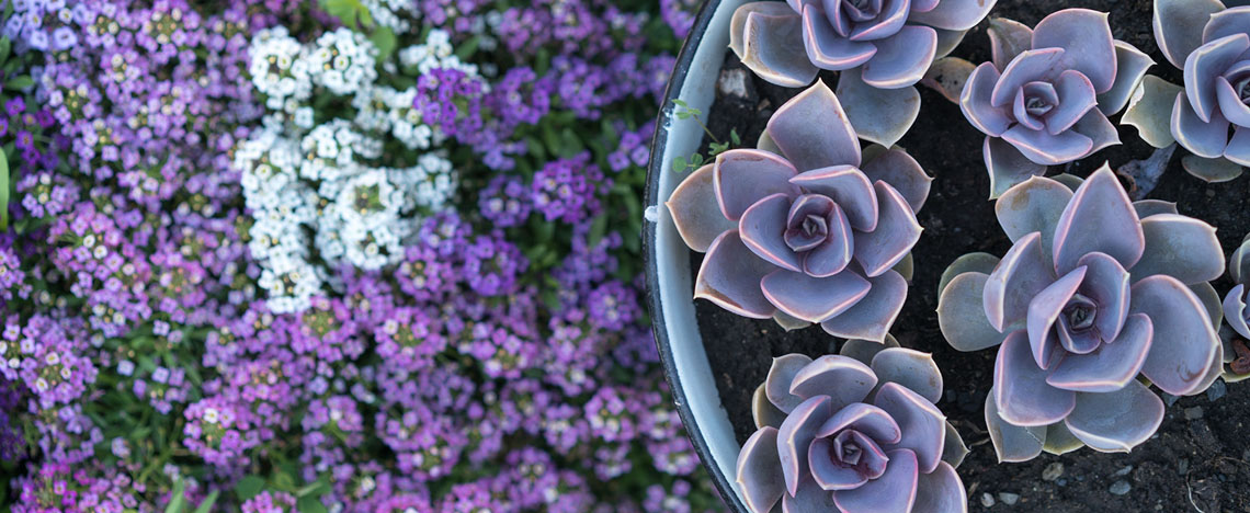 Substral Terreau pour fleurs - Love the garden