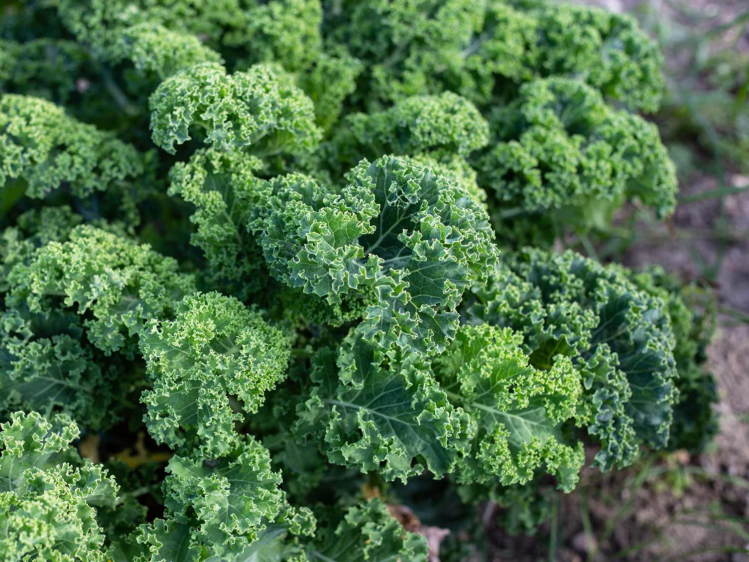 Curly kale growing