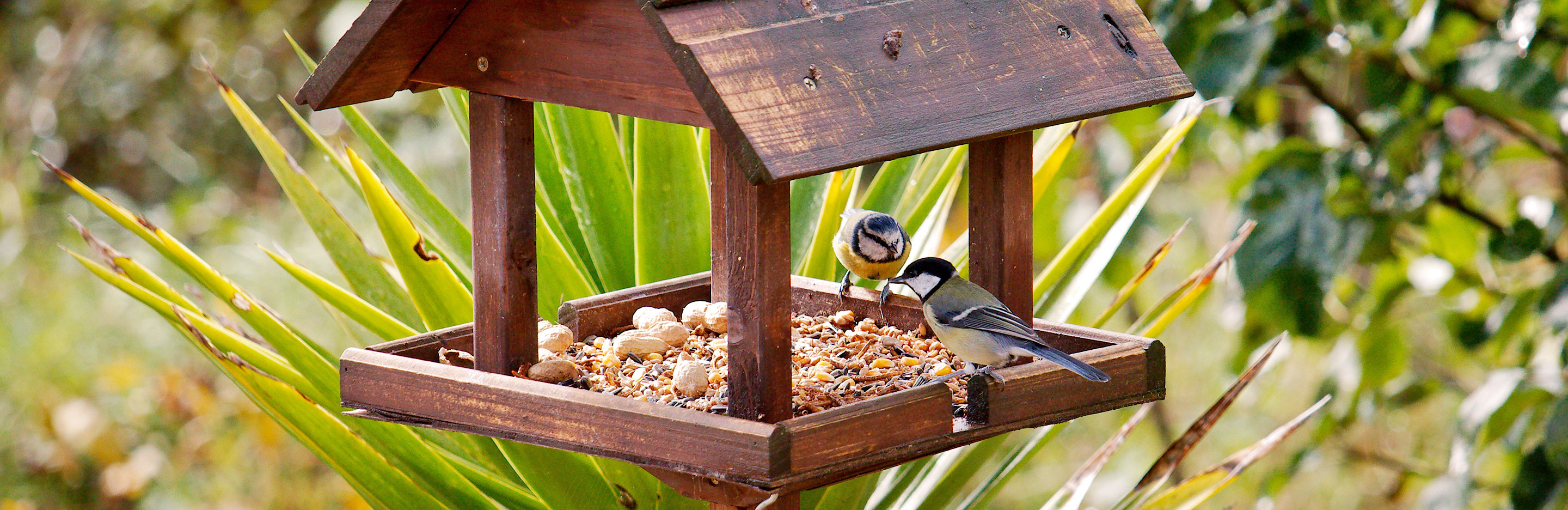 Inviter Les Oiseaux Sur Mon Balcon