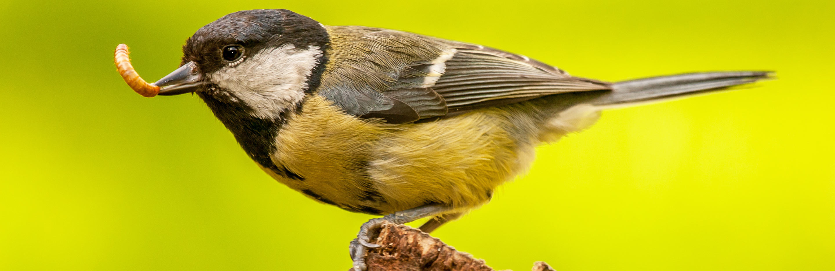 How to attract birds to your garden
