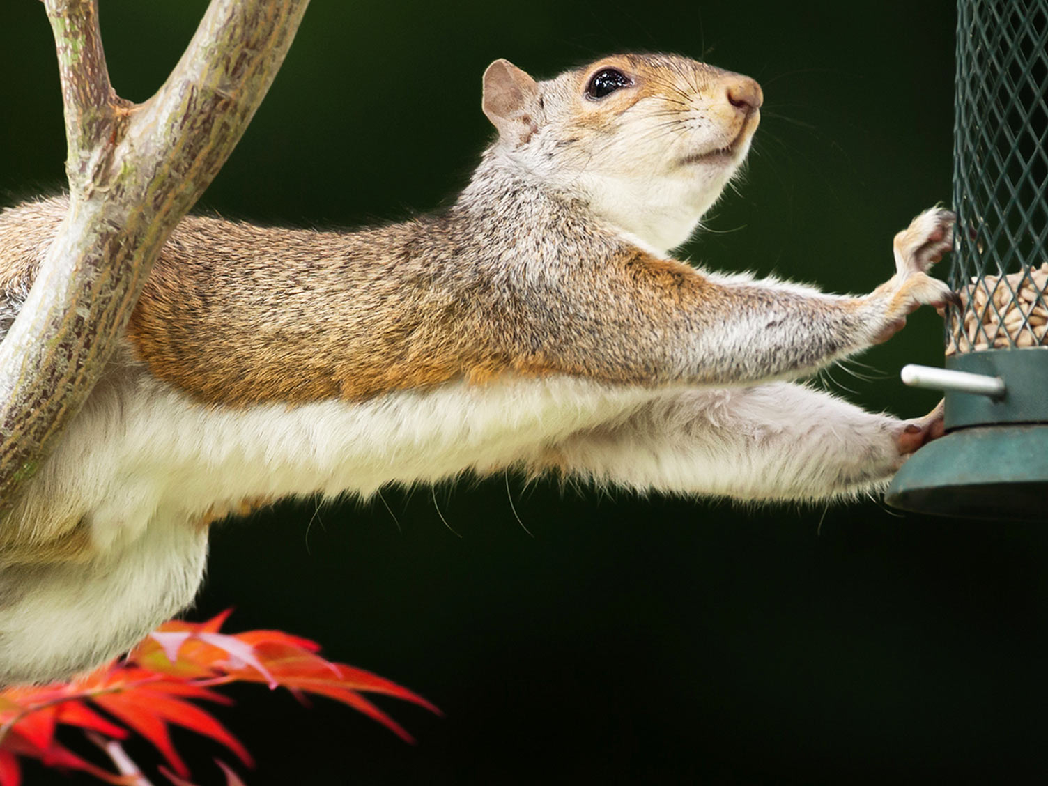 How To Get Rid Of Squirrels From Your Garden Fasci Garden