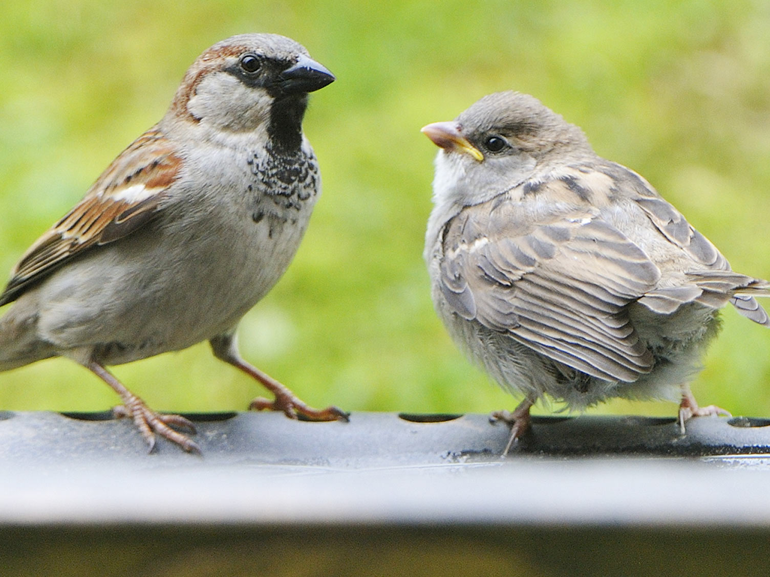 They like birds