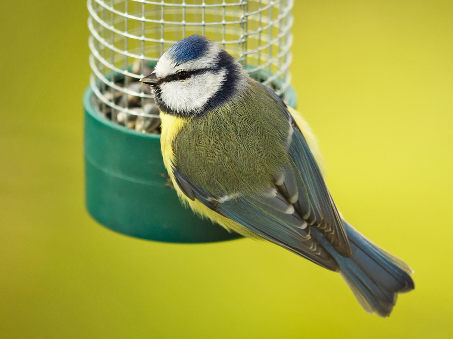 A guide on what to feed birds in winter Love The Garden