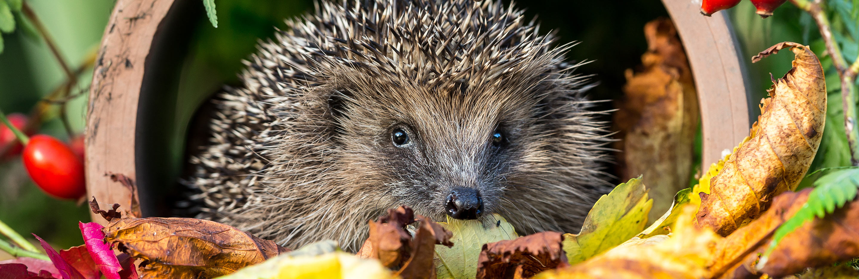 When do hedgehogs hibernate?