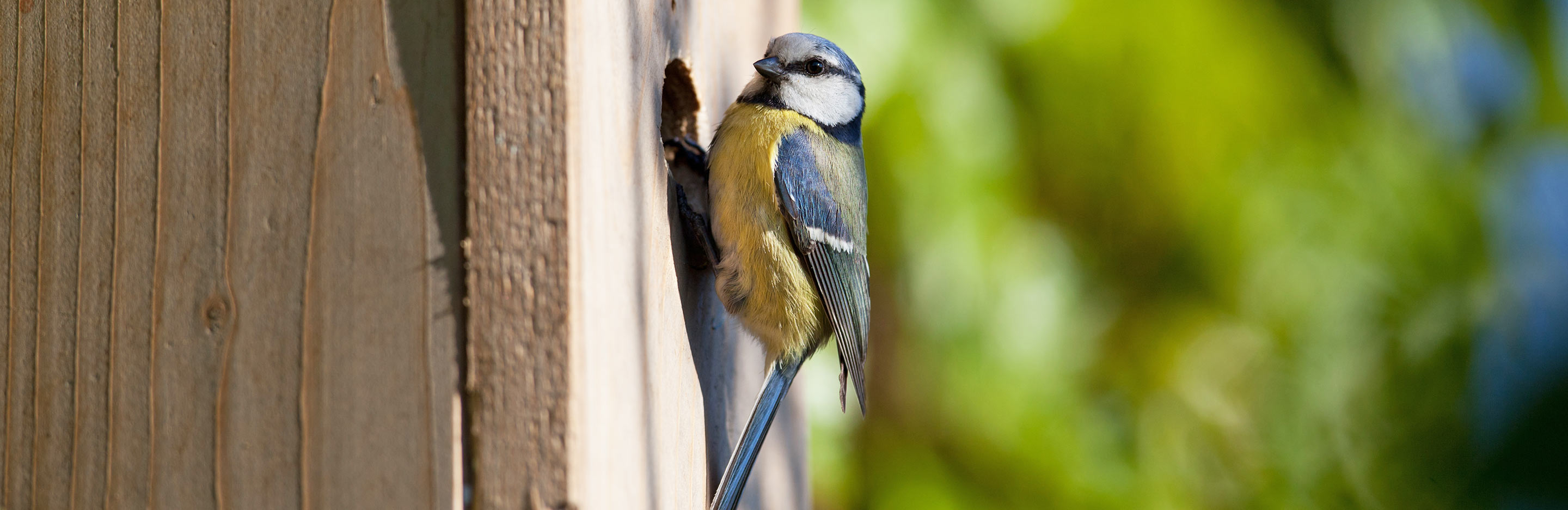 Where to position bird nest boxes