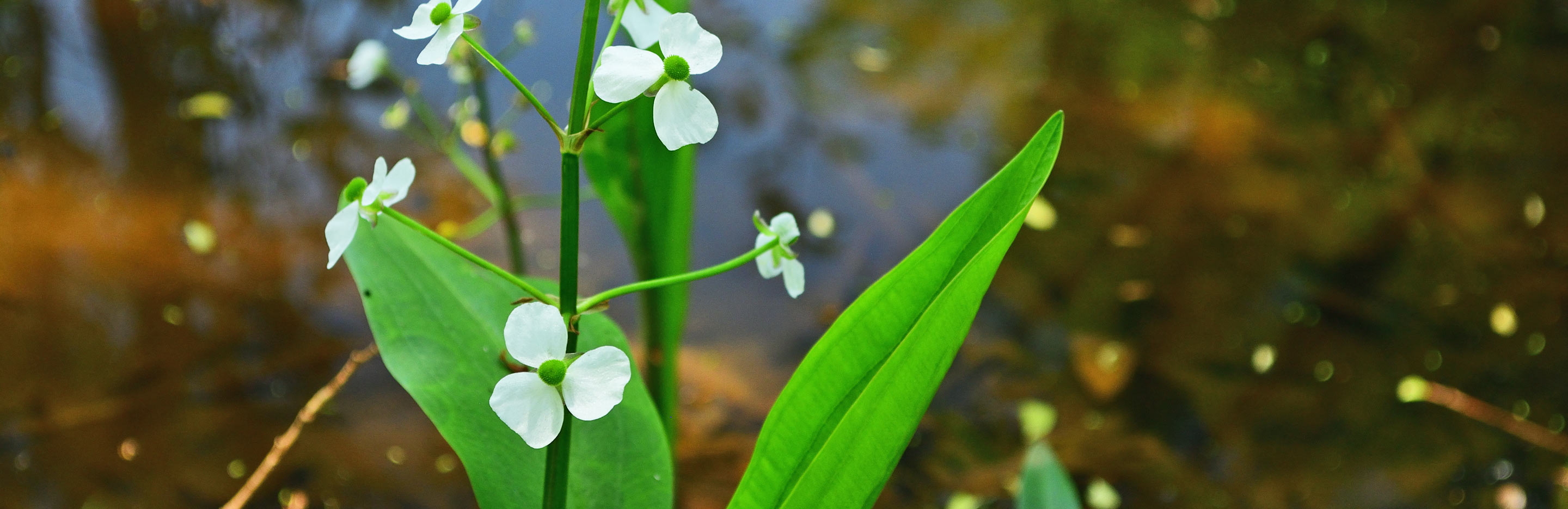 Aquatic plants