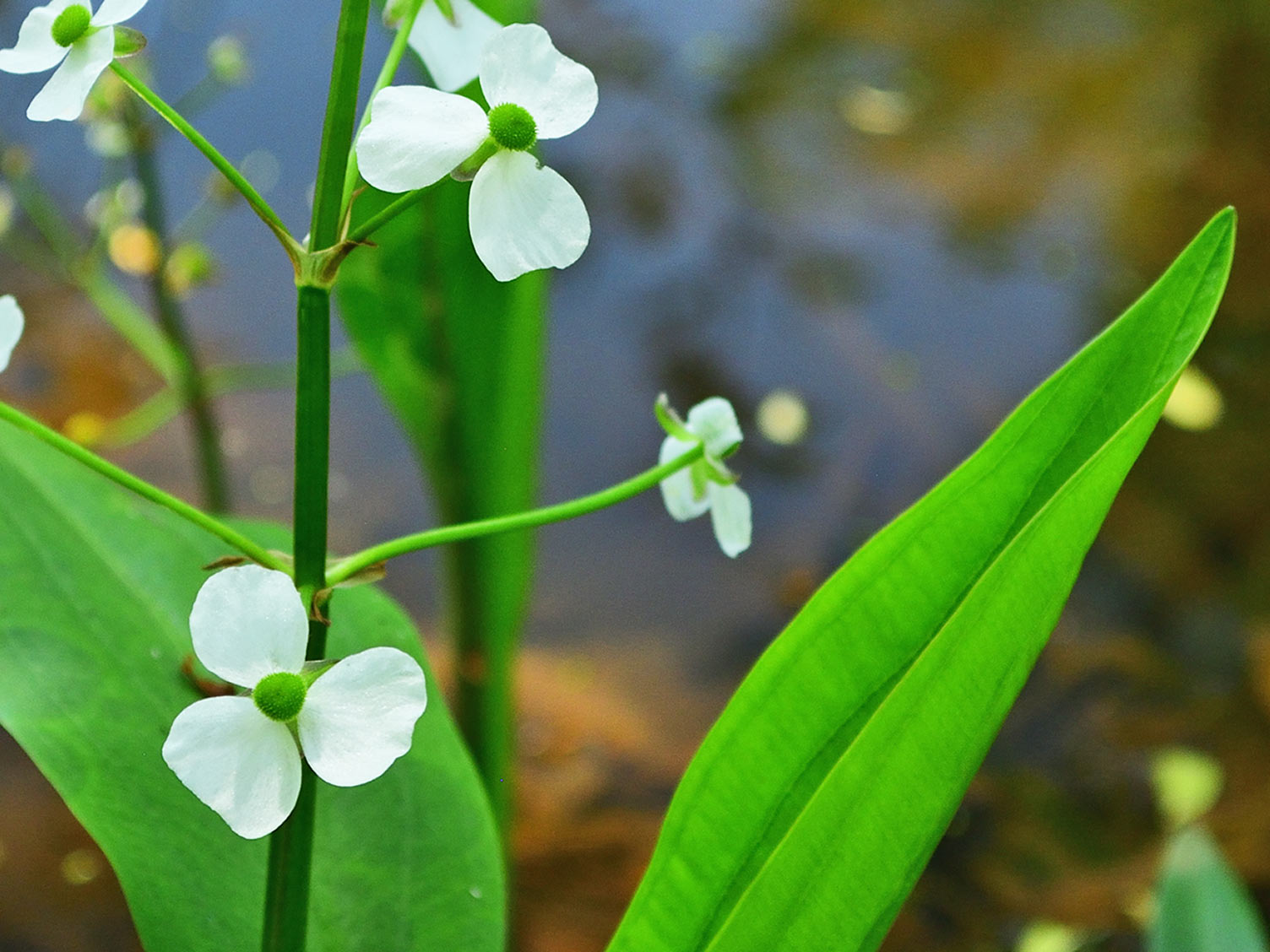 How to Grow and Pot Plants Love The Garden