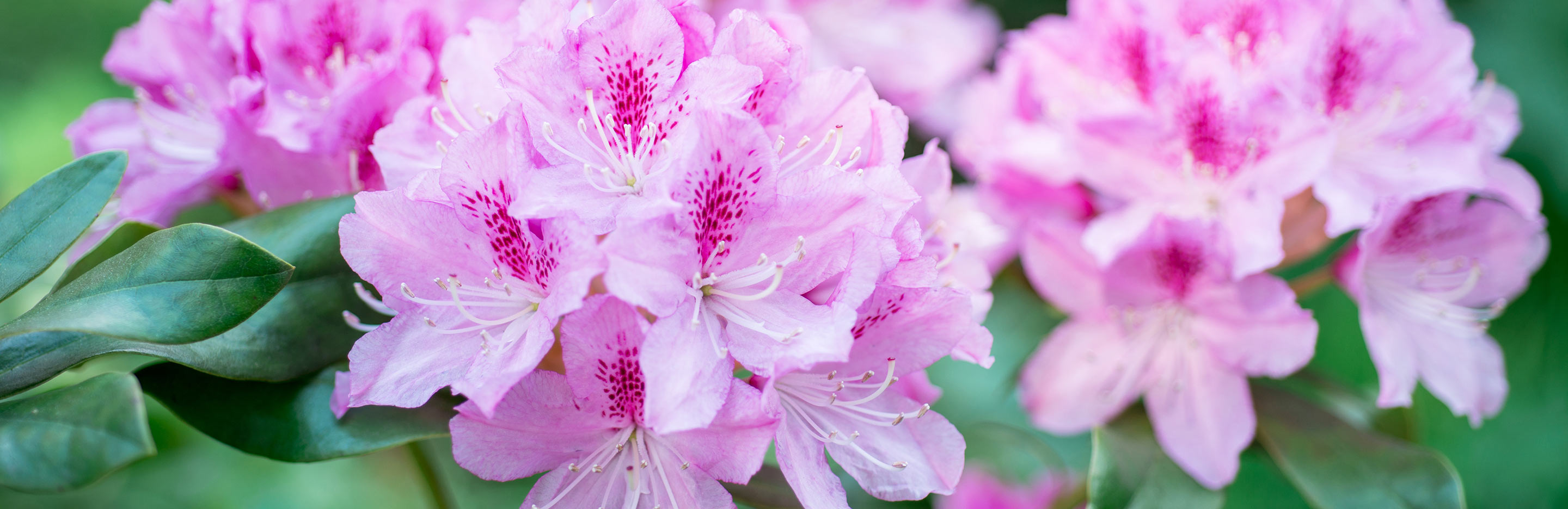 Ericaceous lime hating plants