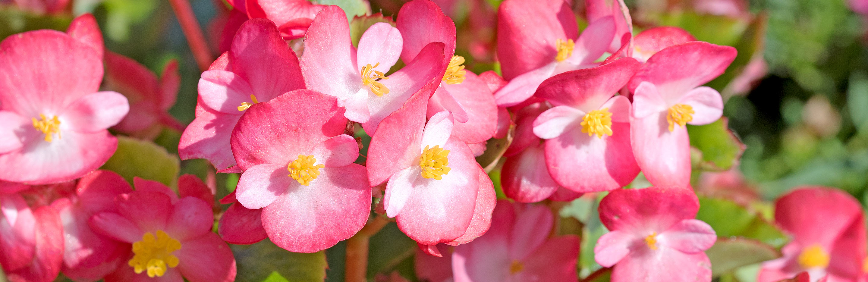 Hardy annual flower seeds