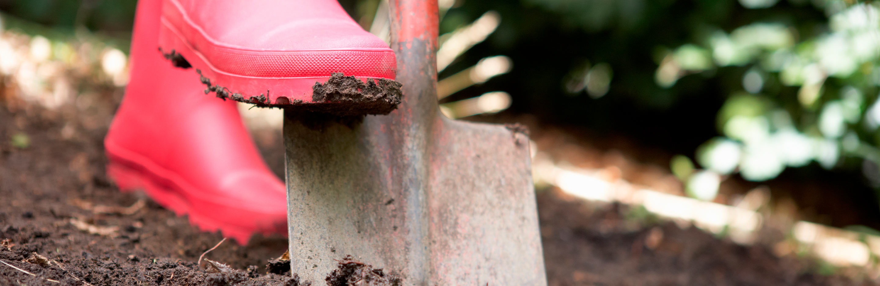 How to improve border soil