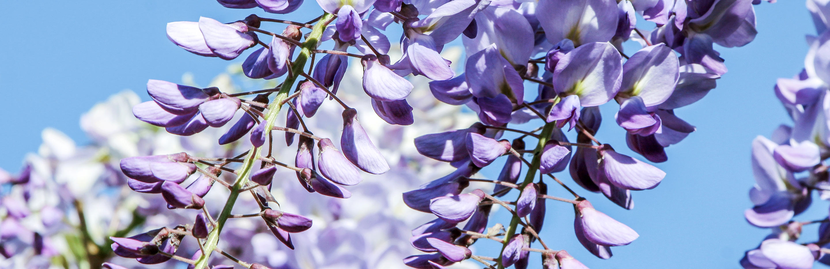 How to prune Wisteria