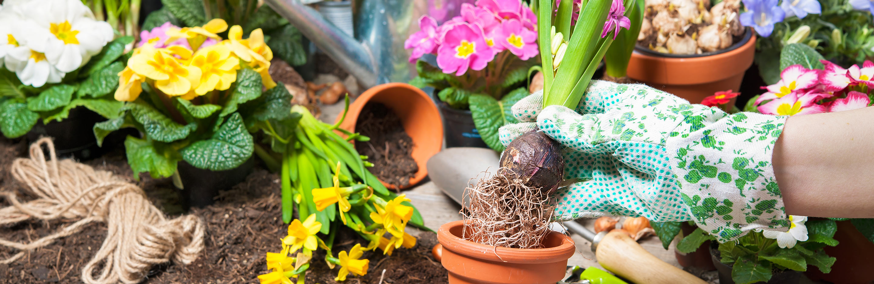 How to plant in beds and borders