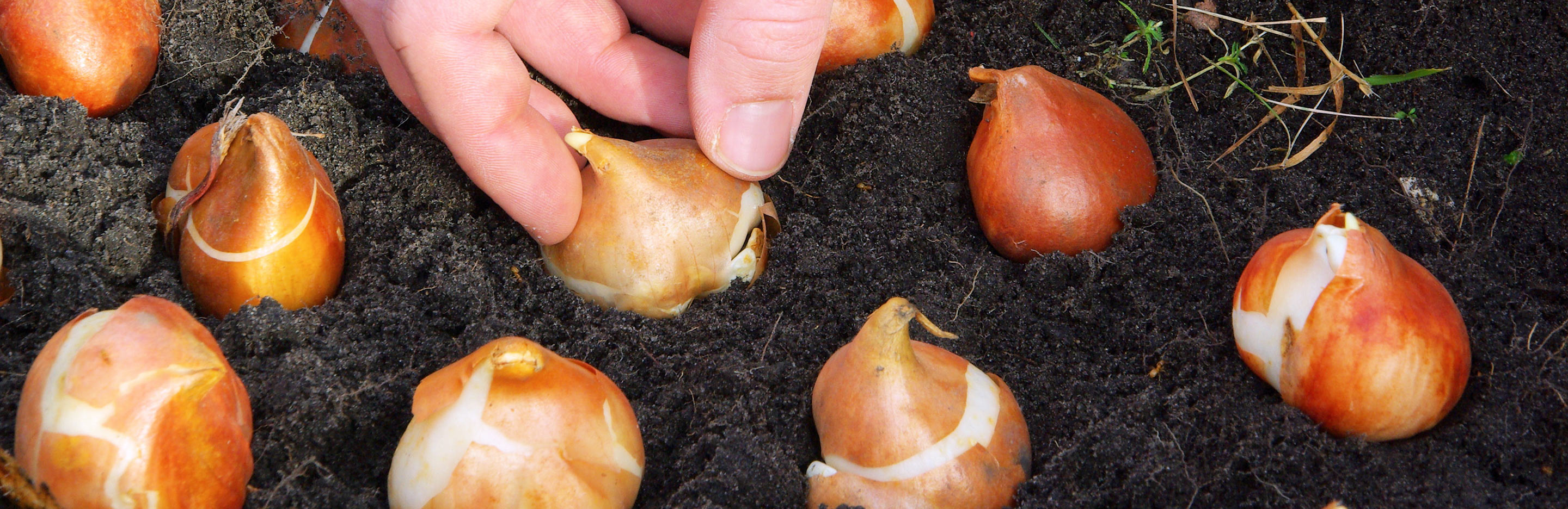 Planting bulbs, corms and tubers