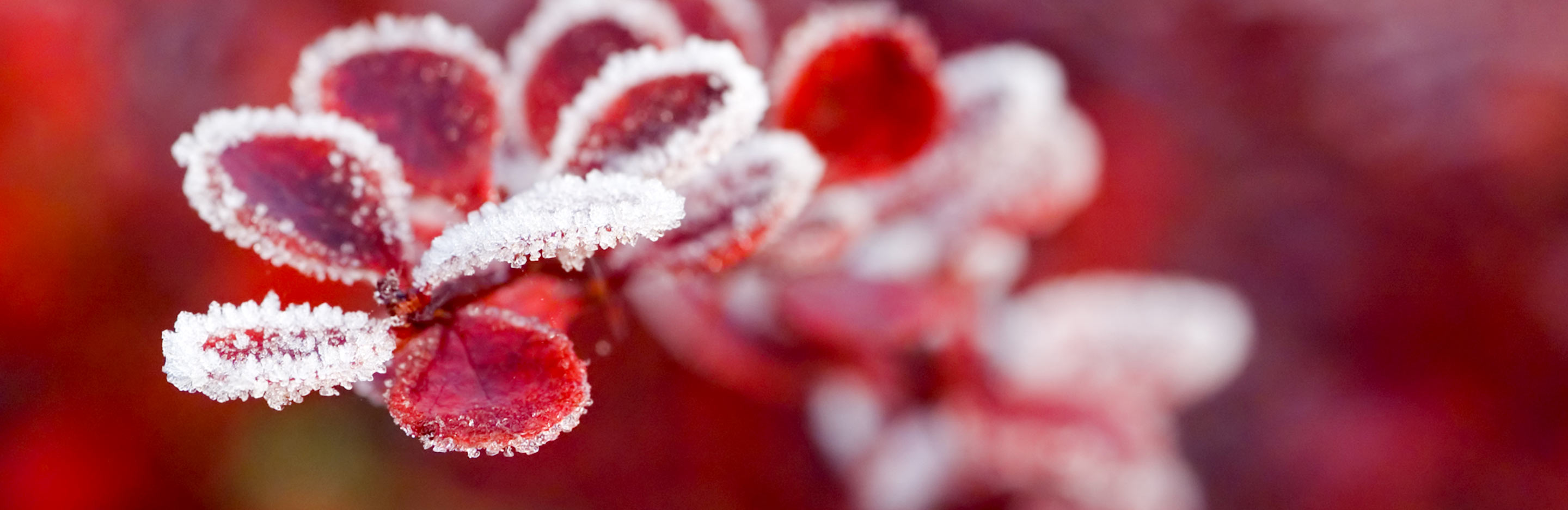 How to protect plants over winter