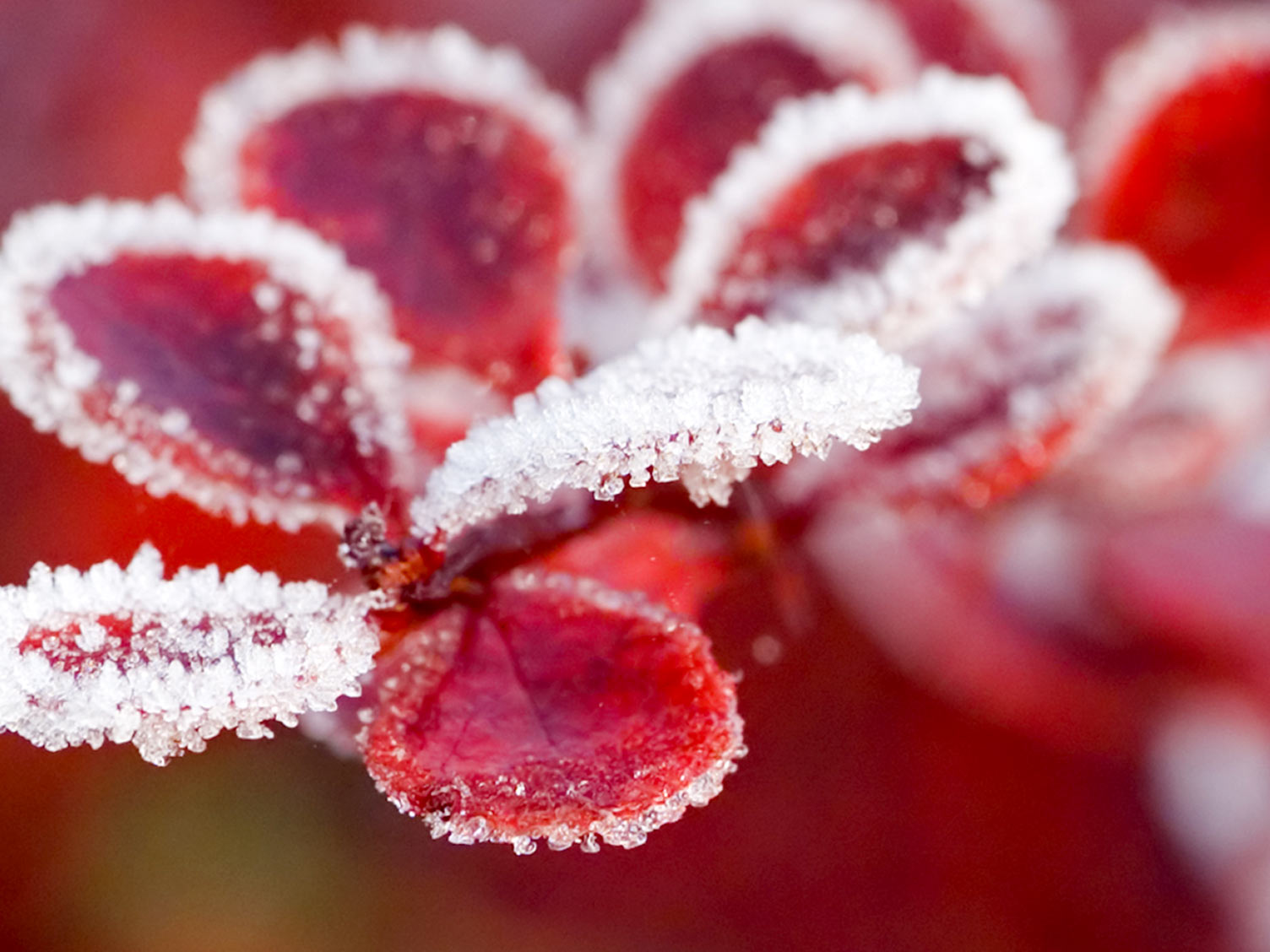 A guide to winter flowering plants Love The Garden