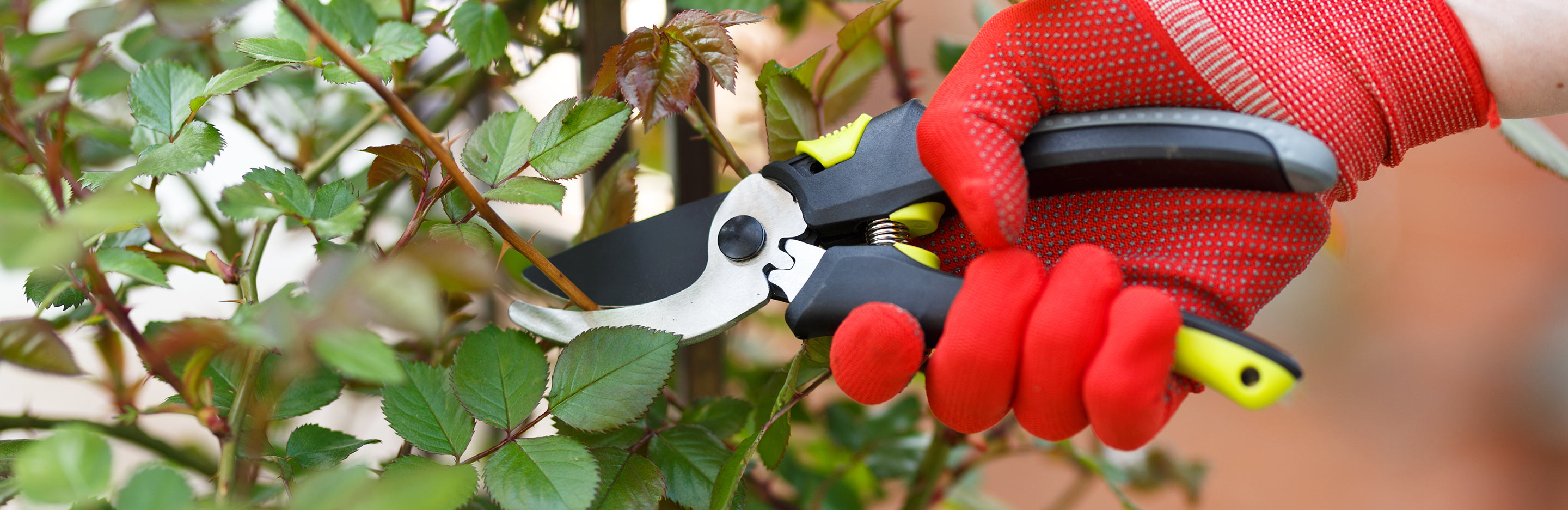 Pruning roses: How and when to make the cut | Love the Garden