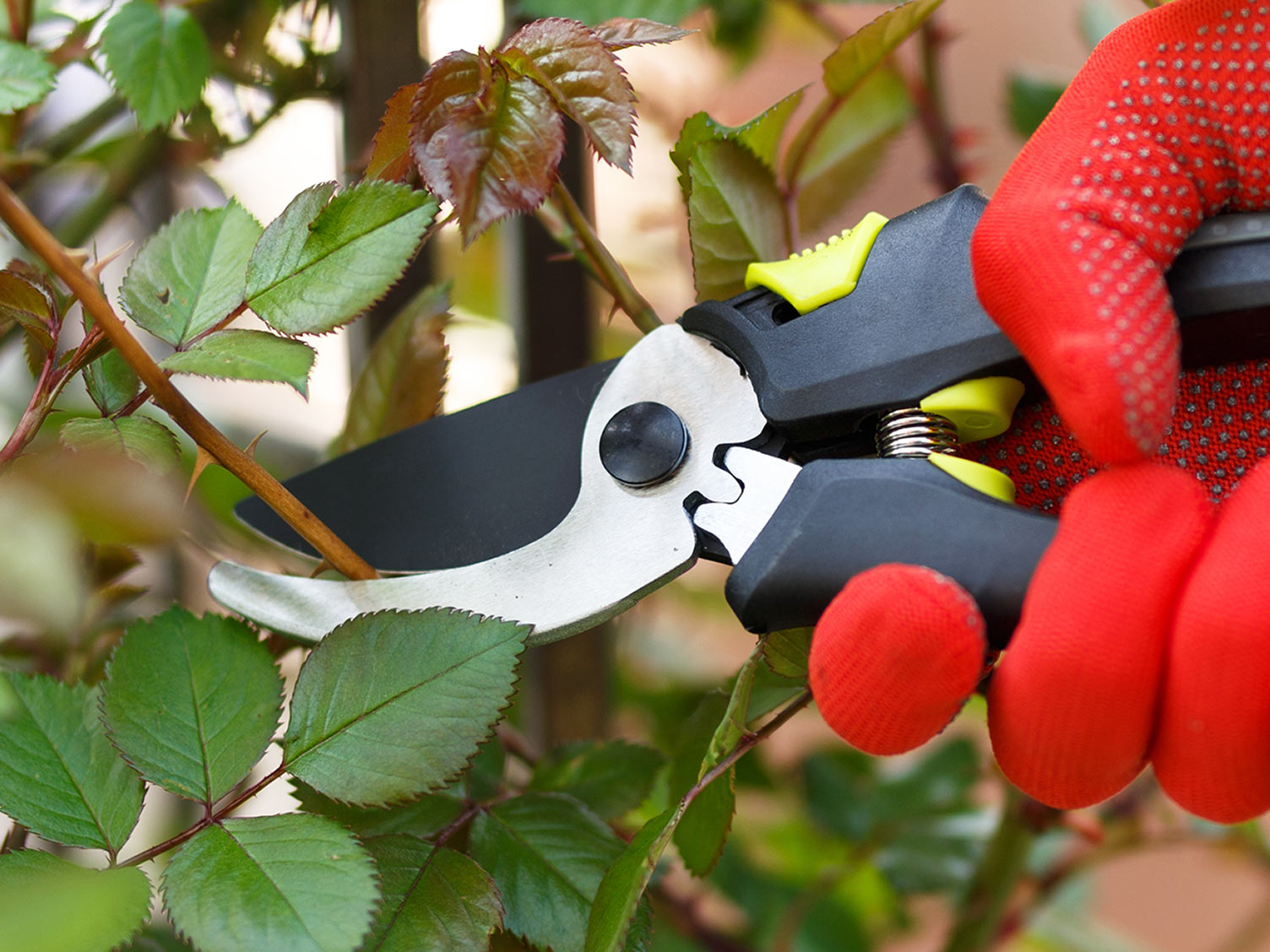 Pruning roses How and when to make the cut Love The Garden