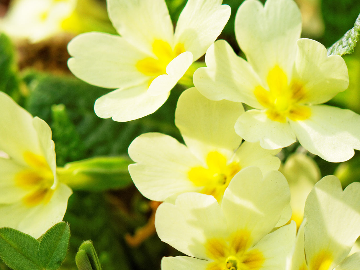 A guide to winter flowering plants Love The Garden